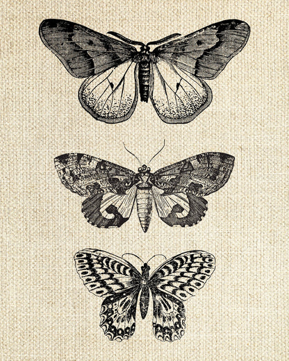 Butterfly & Moths