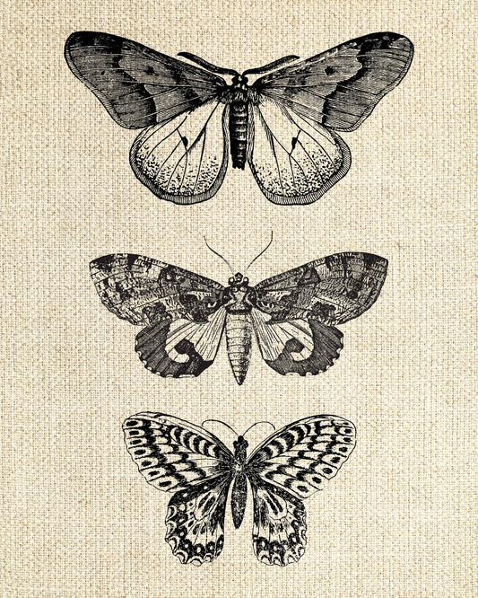 Butterfly & Moths