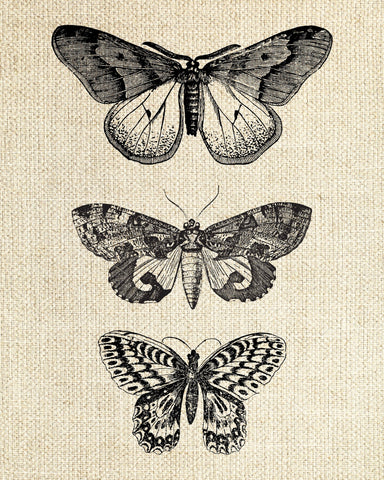 Butterfly & Moths