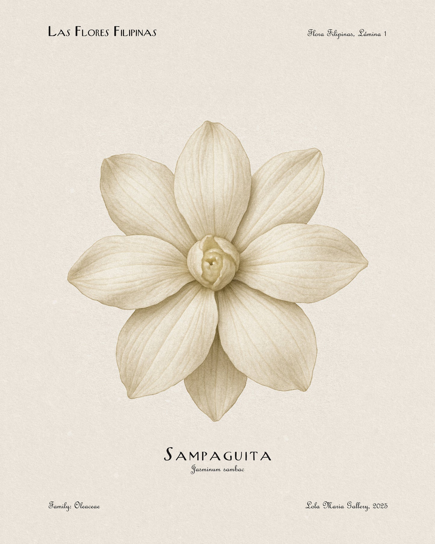 White Sampaguita