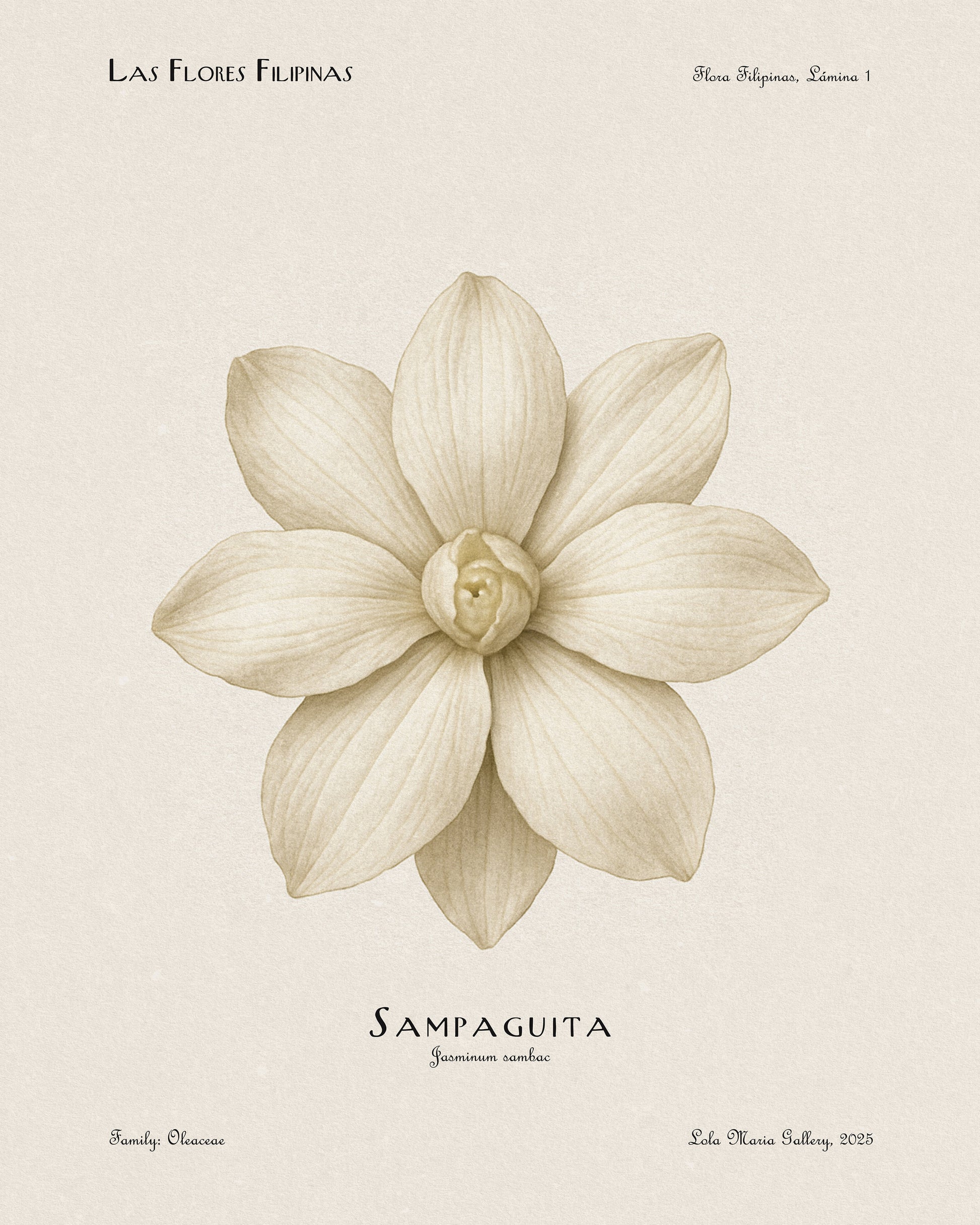 White Sampaguita