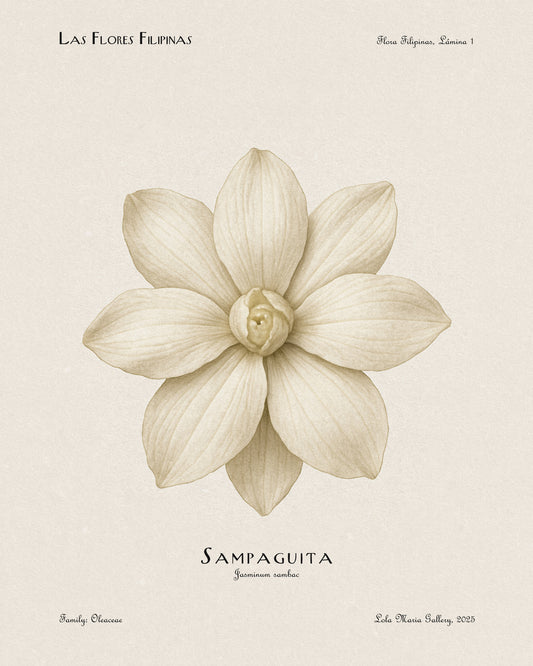 White Sampaguita