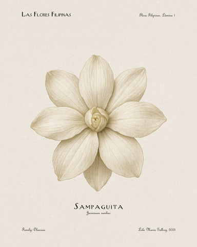 White Sampaguita