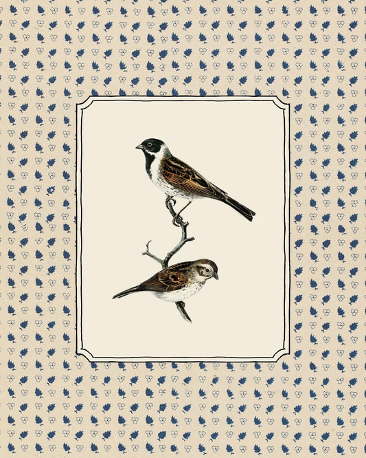 Swedish Birds