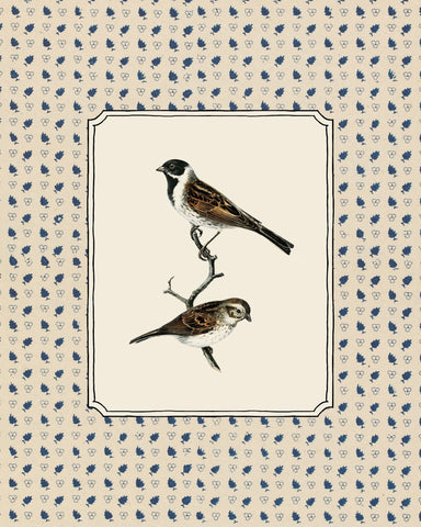 Swedish Birds