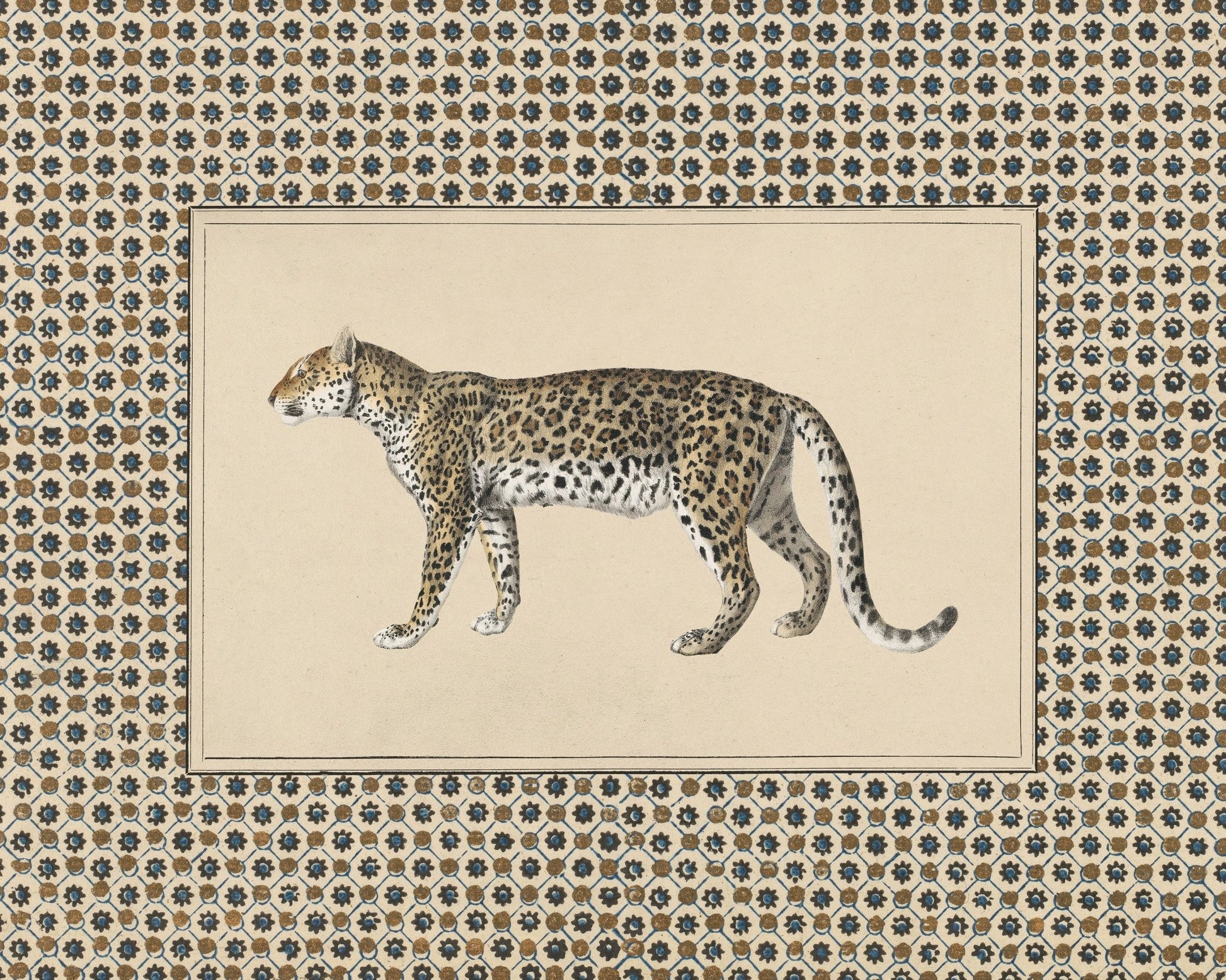 Senegal Cheetah