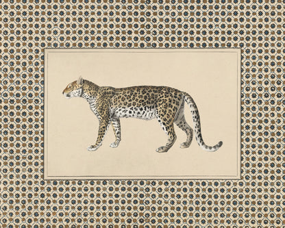 Senegal Cheetah
