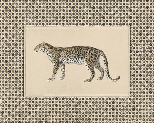 Senegal Cheetah