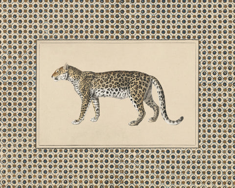 Senegal Cheetah