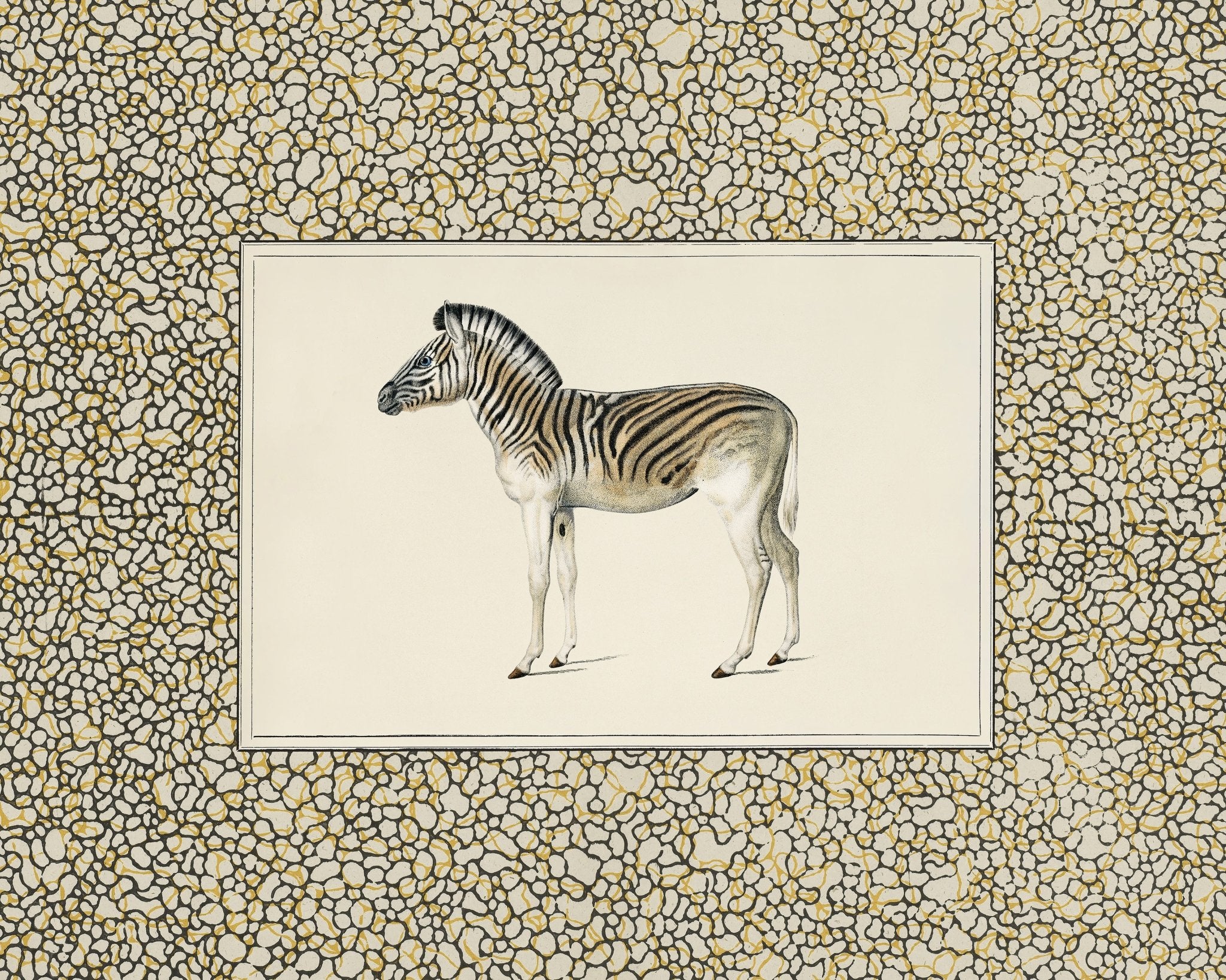 Moountain Zebra – Poster Master