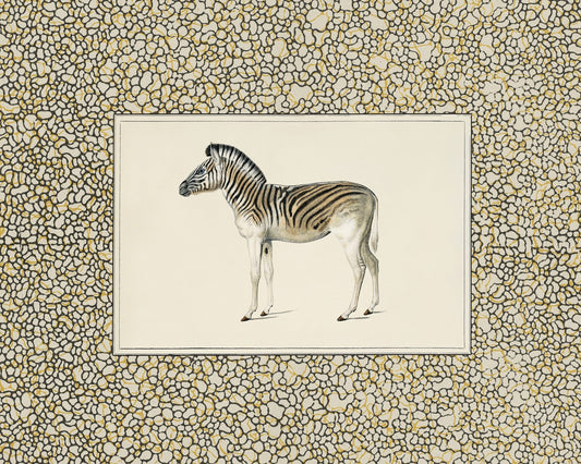 Moountain Zebra