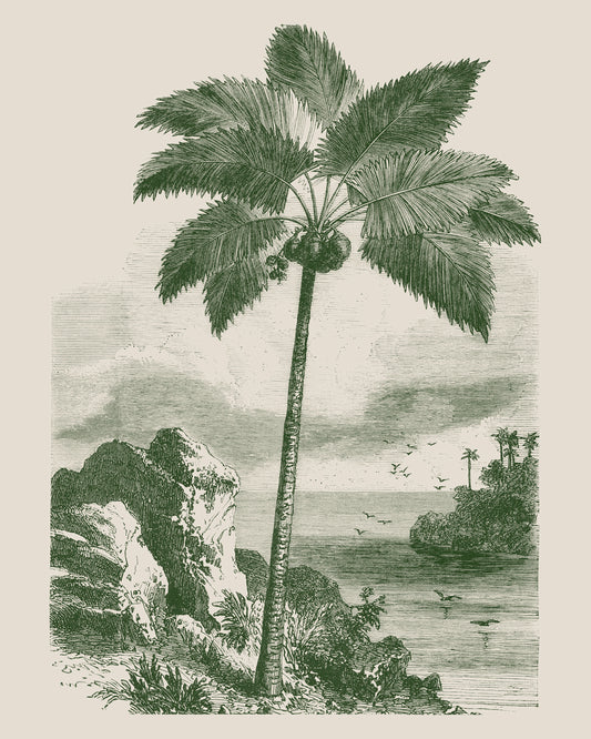 Palm Tree on a Rocky Shore
