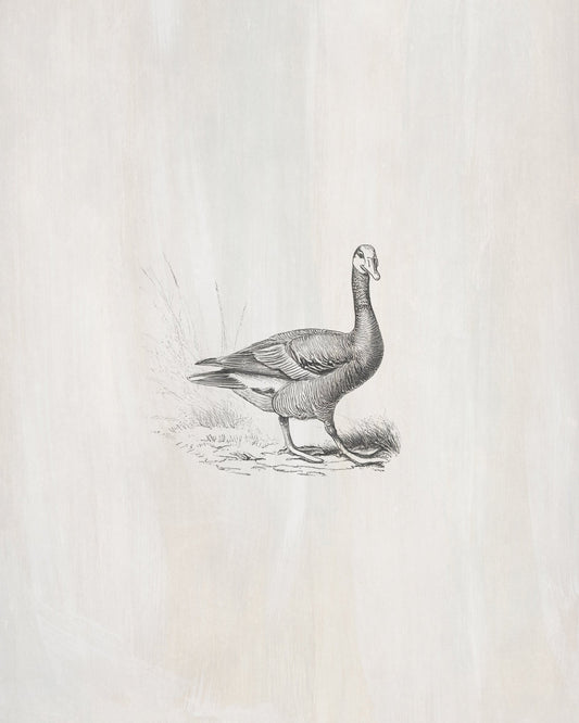 Wild Goose