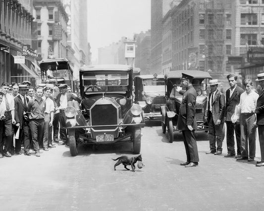 Mother Cat Hold Up Traffic