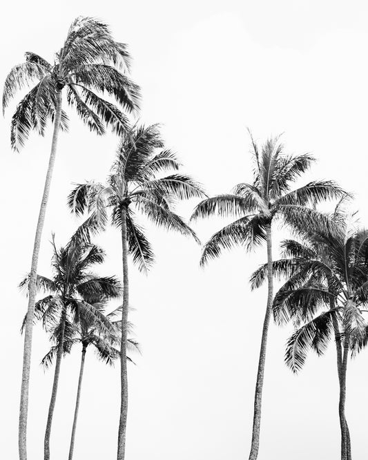Palm Trees No2