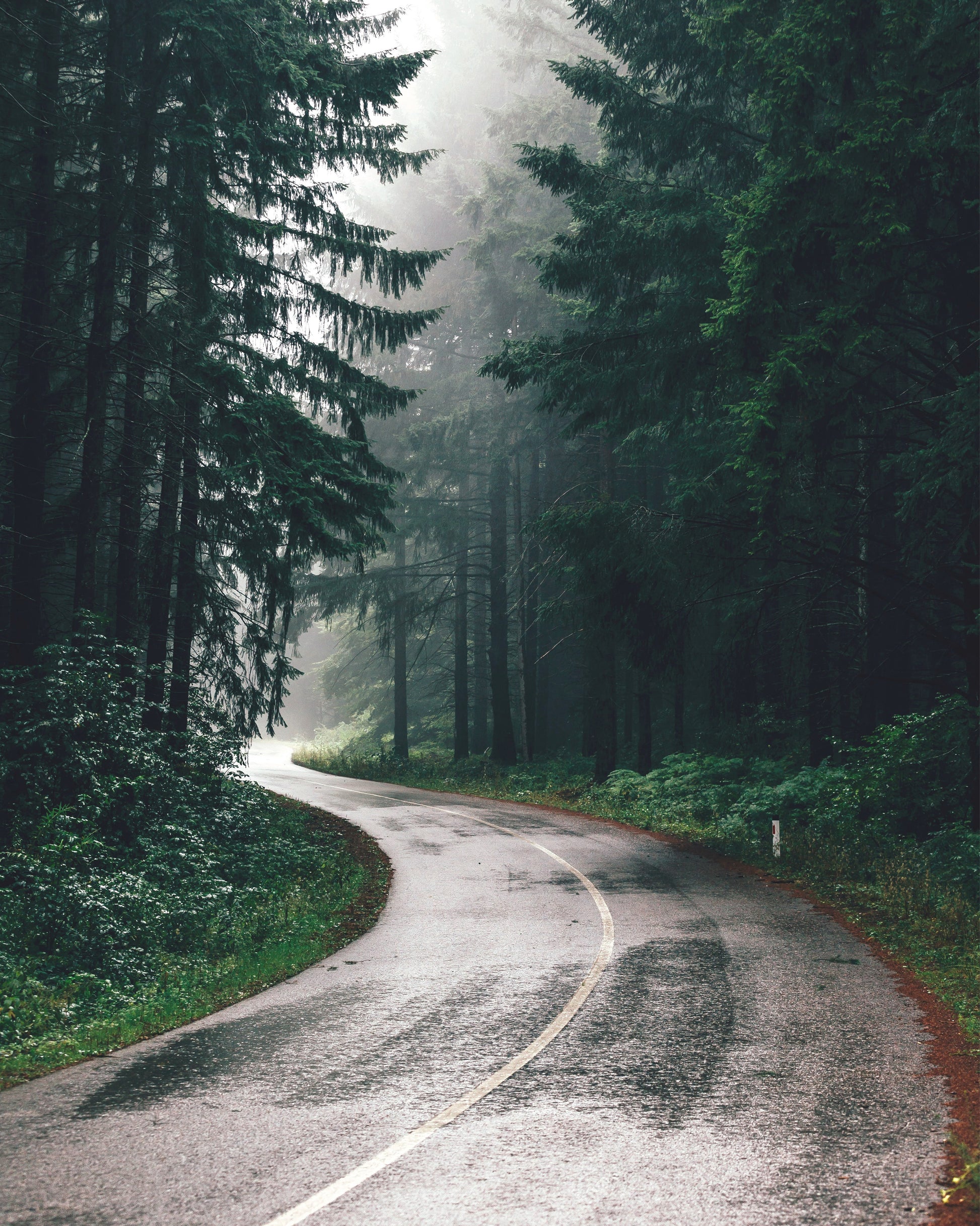 Road Through A Misty Forest