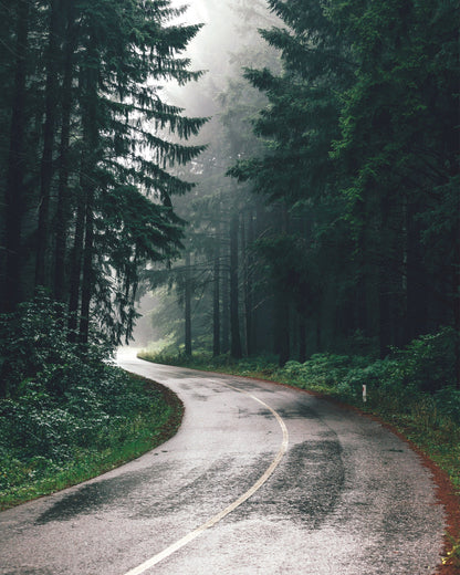 Road Through A Misty Forest
