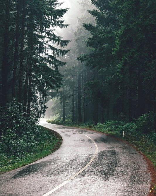 Road Through A Misty Forest