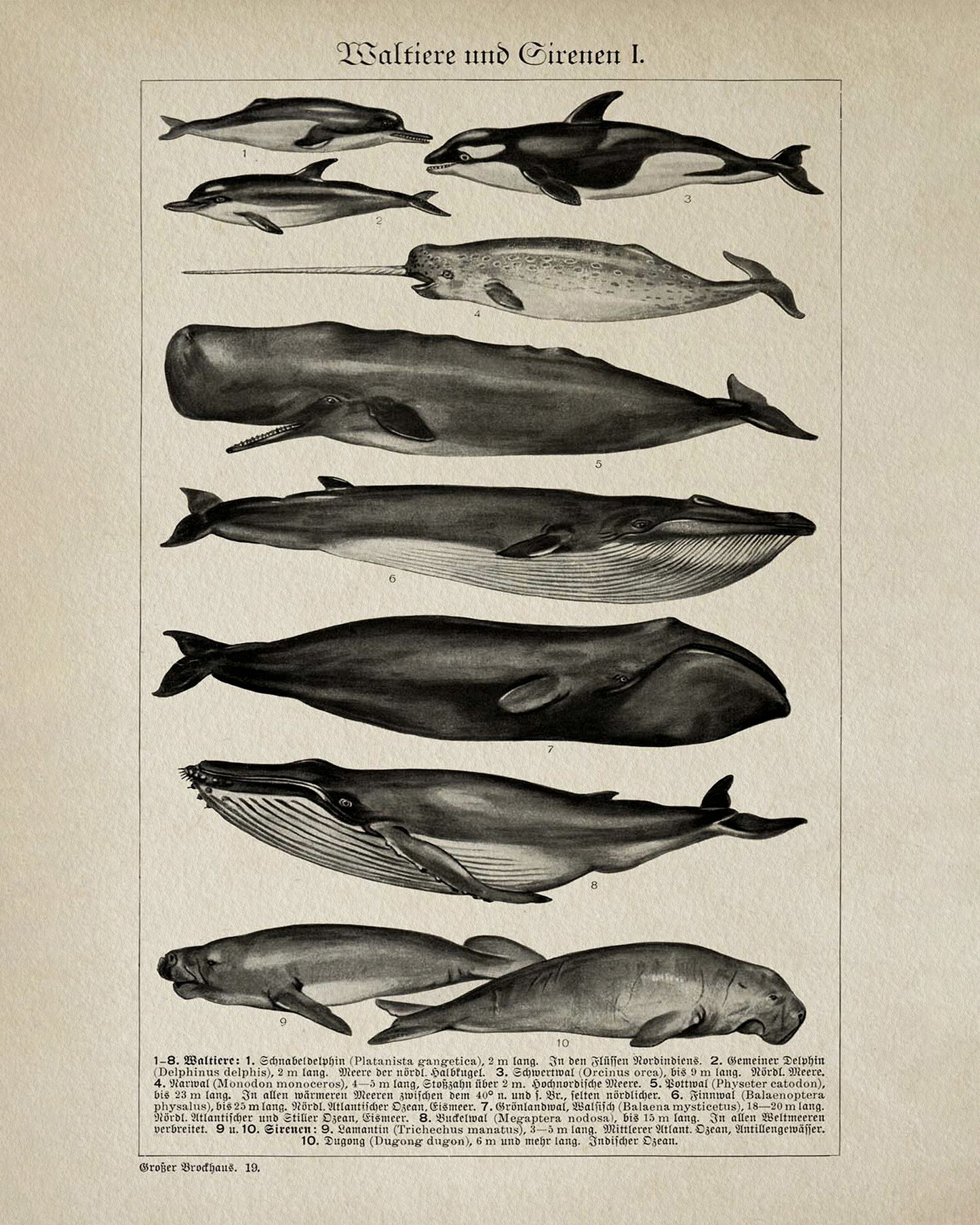 Whales and Sirenians I