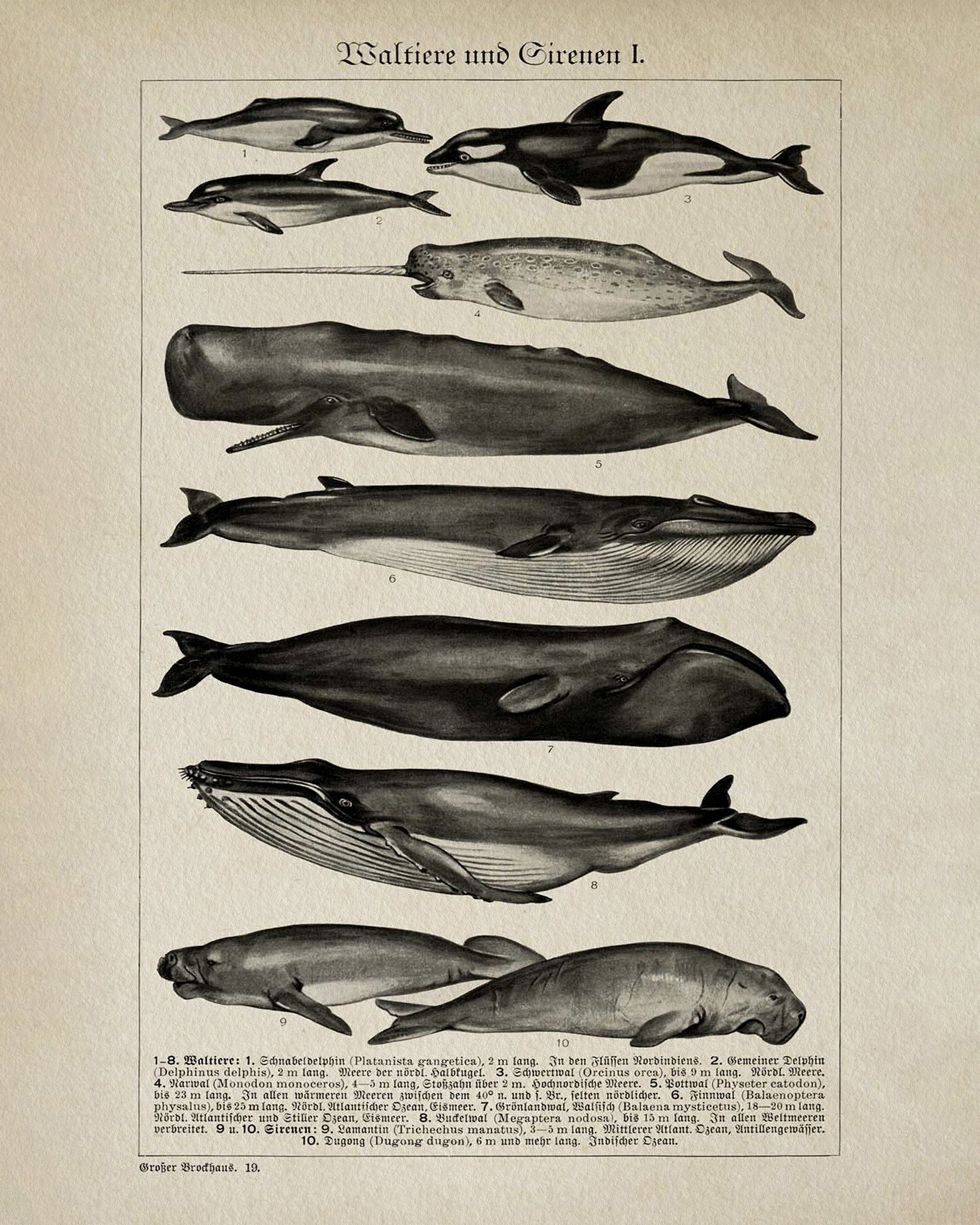 Whales and Sirenians I