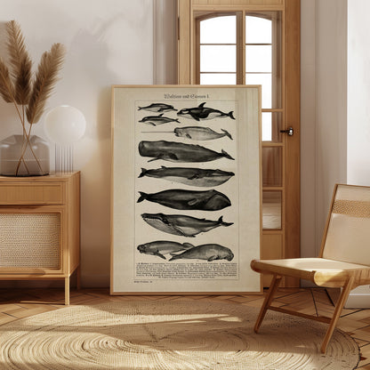 Whales and Sirenians I