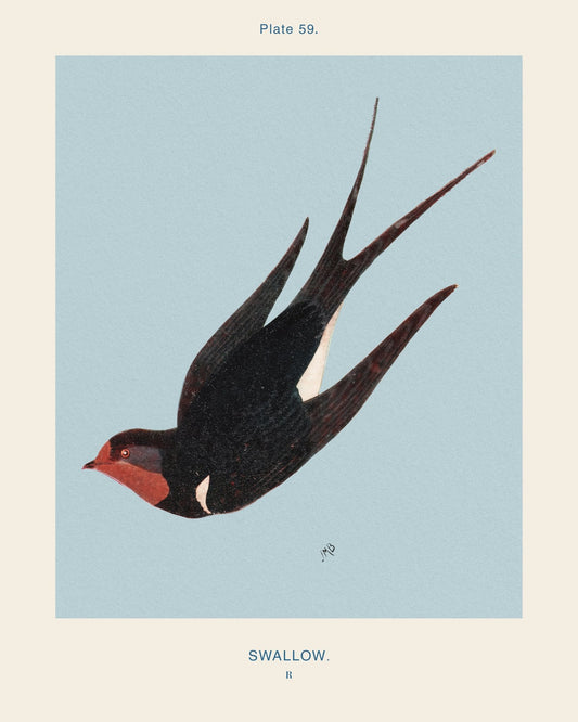 Swallow Bird