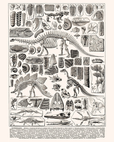 Paleontology