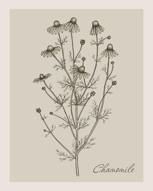 Chamomile Illustration