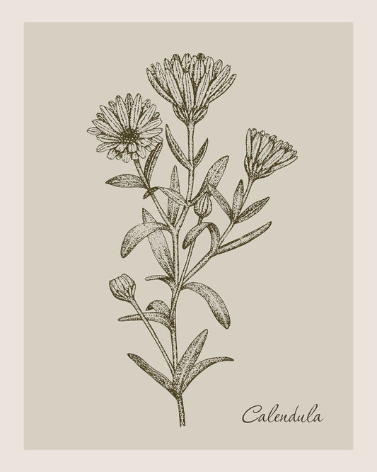 Calendula Illustration