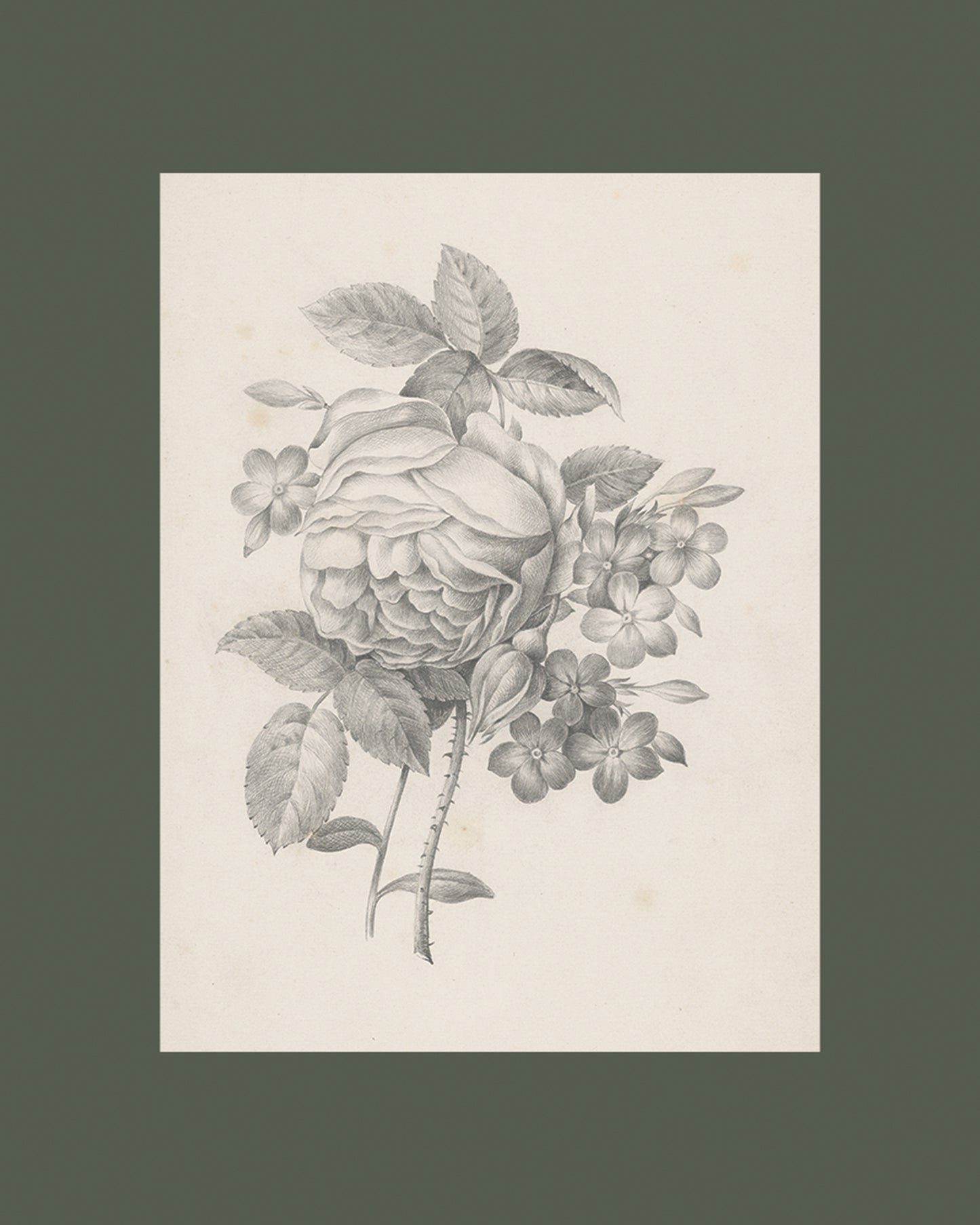 Rose & Other Flowers