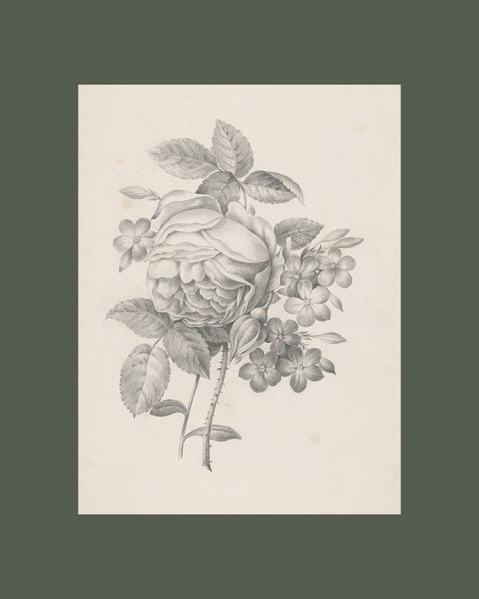 Rose & Other Flowers