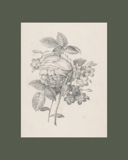 Rose & Other Flowers