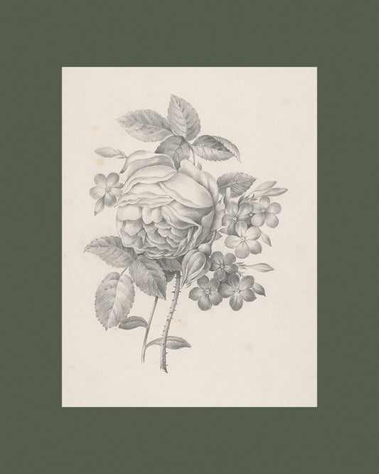 Rose & Other Flowers