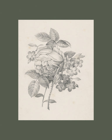 Rose & Other Flowers