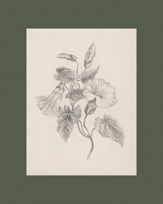 Morning Glory Flower