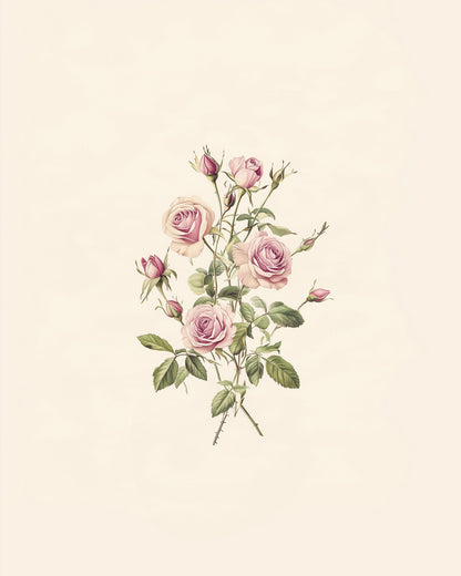 Cabbage Province Rose