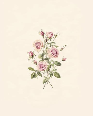 Cabbage Province Rose