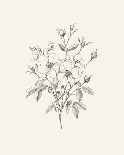 Wild Rose Drawing