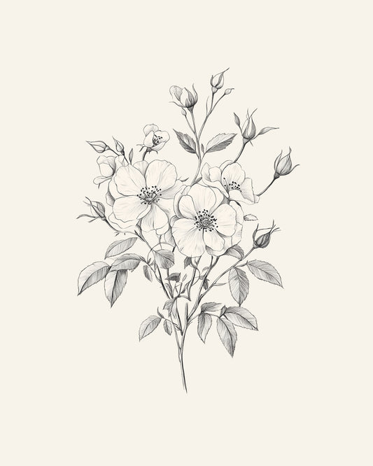 Wild Rose Drawing
