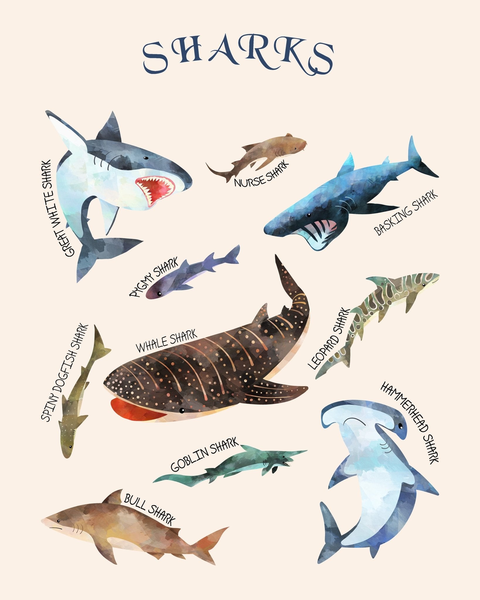 Types of Sharks – Poster Master
