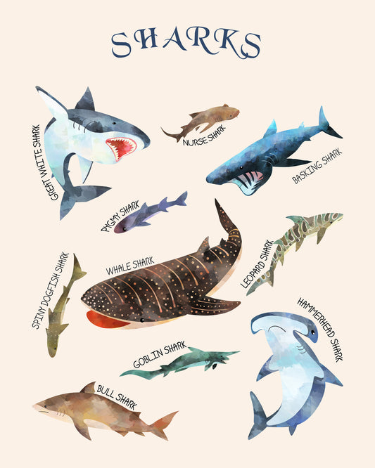 Types of Sharks