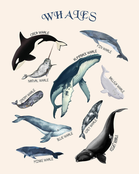 Types of Whales