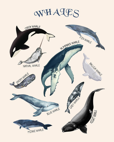 Types of Whales