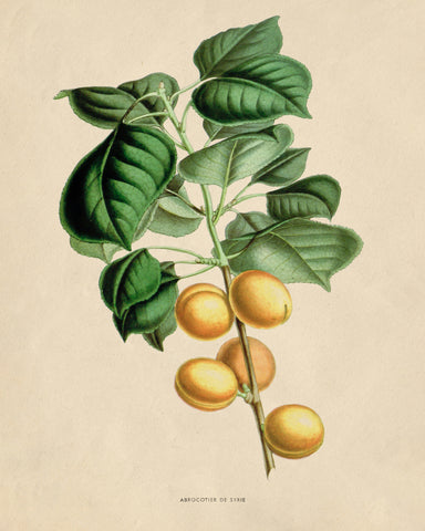 Apricot Branch
