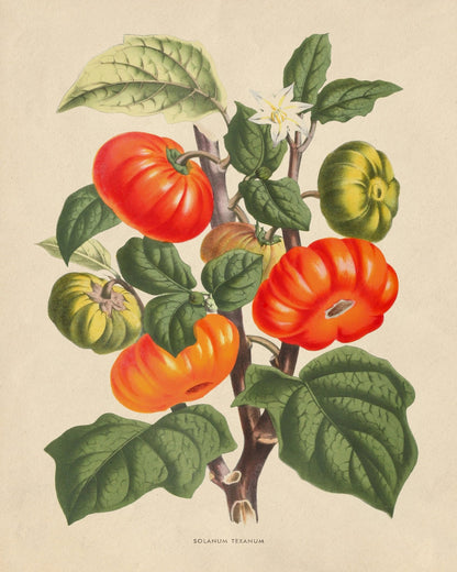 Tomato Plant