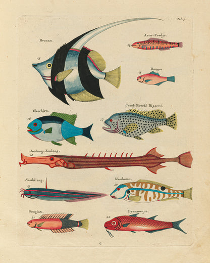 Fish Species