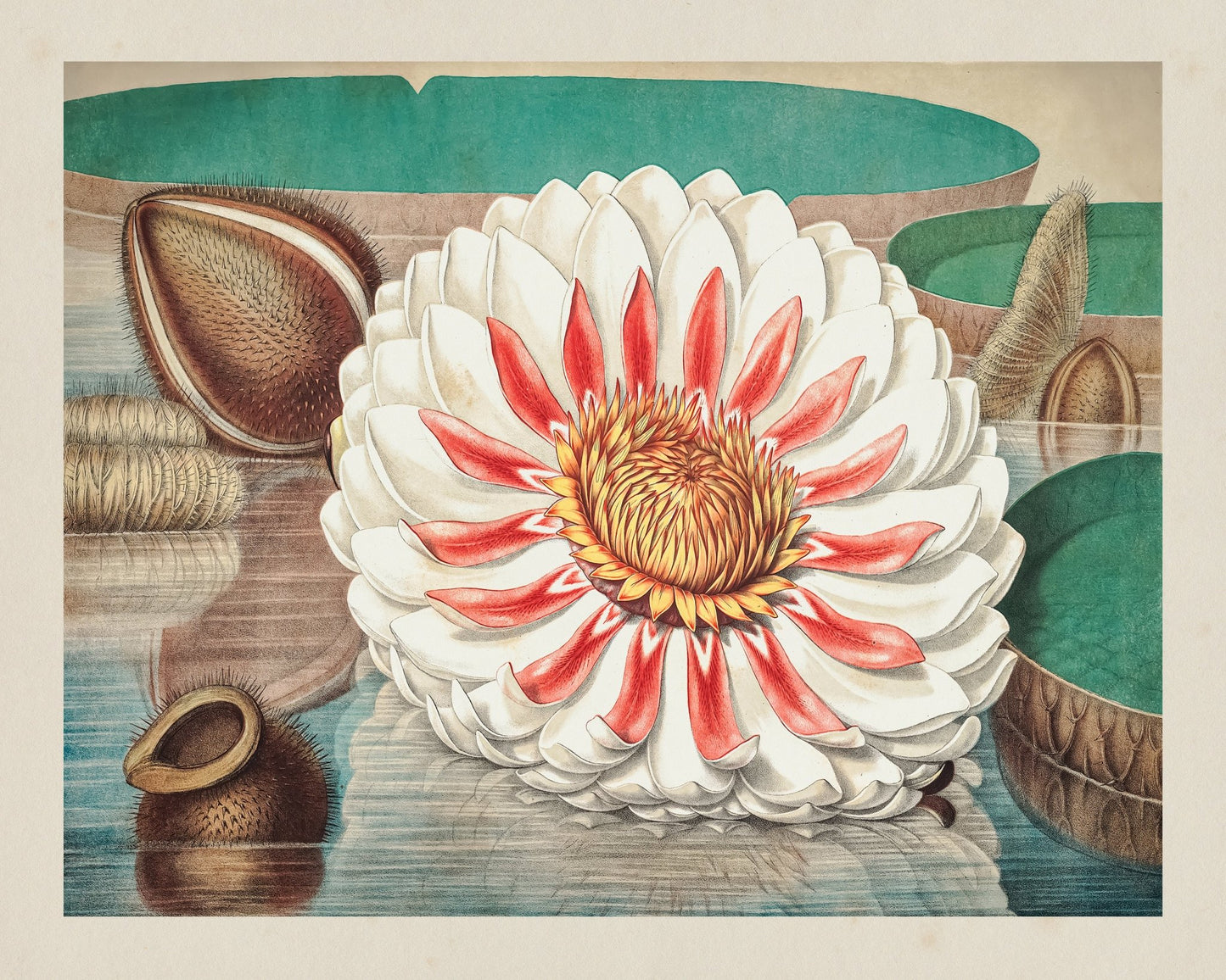 Giant Water Lily