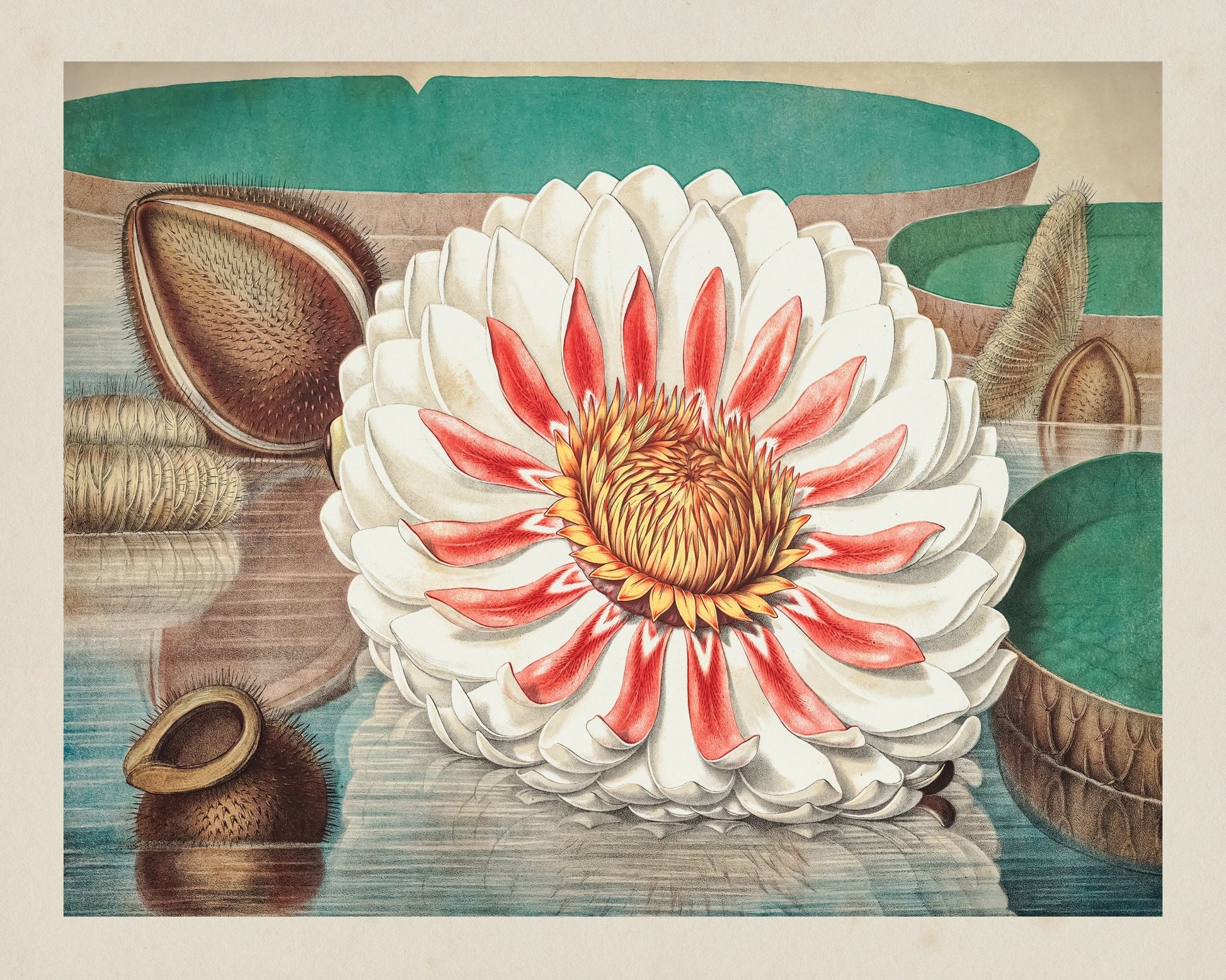 Giant Water Lily