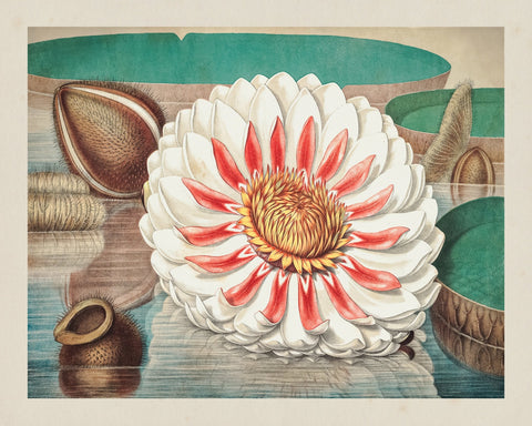 Giant Water Lily
