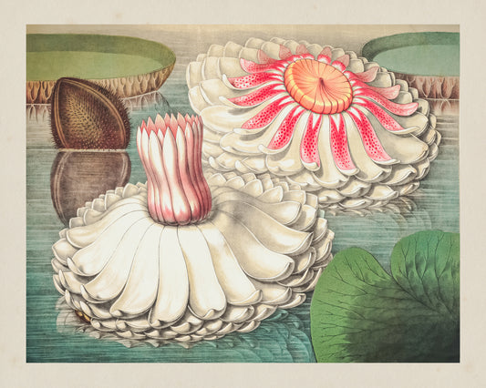 GIant Water Lily NO2